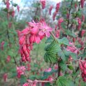 Ribes sanguineum